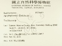 粗糙孢菌屬藏品圖，第2張