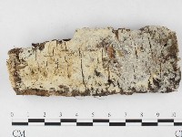 粗糙孢菌屬藏品圖，第1張