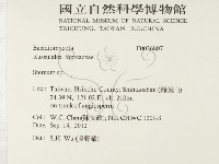 韌革菌屬藏品圖，第2張