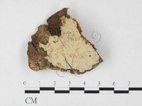 登錄號:F0026808藏品圖，第1張