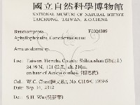 假芝屬藏品圖，第2張