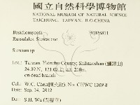 韌革菌屬藏品圖，第2張