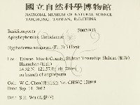 剛毛絲皮菌藏品圖，第2張