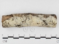 剛毛絲皮菌藏品圖，第1張