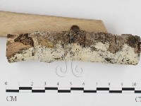 剛毛絲皮菌藏品圖，第3張