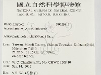 毛木耳藏品圖，第2張