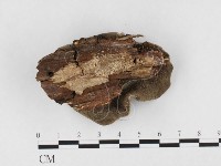 毛木耳藏品圖，第3張