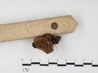 木層孔菌屬藏品圖，第3張