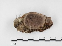 登錄號:F0026815藏品圖，第1張