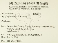 射脈菌屬藏品圖，第2張