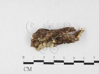 射脈菌屬藏品圖，第3張