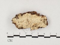 革墊菌屬藏品圖，第3張