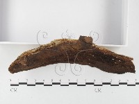 木層孔菌屬藏品圖，第3張