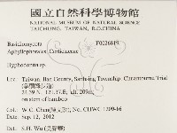 絲齒菌屬藏品圖，第2張