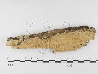 絲齒菌屬藏品圖，第1張