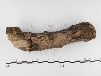 登錄號:F0026822藏品圖，第1張