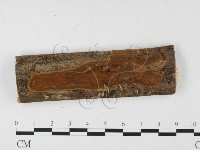 木層孔菌屬藏品圖，第1張