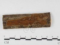 木層孔菌屬藏品圖，第3張