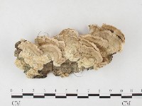 附毛菌屬藏品圖，第1張