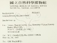 齒耳菌屬藏品圖，第2張