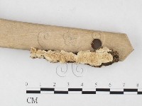 齒耳菌屬藏品圖，第3張