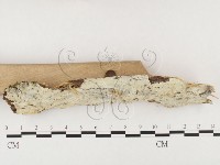 登錄號:F0026829藏品圖，第3張