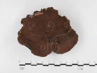 多年臥孔菌屬藏品圖，第1張