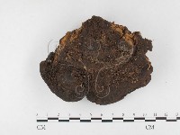 多年臥孔菌屬藏品圖，第3張