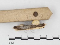 登錄號:F0026836藏品圖，第4張