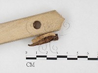 登錄號:F0026838藏品圖，第4張