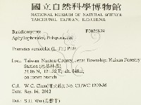 雲芝藏品圖，第2張