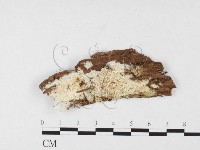 登錄號:F0026840藏品圖，第1張