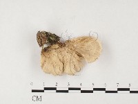 附毛菌屬藏品圖，第3張
