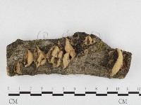 登錄號:F0026842藏品圖，第1張