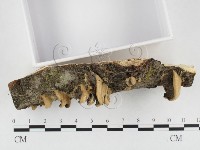 登錄號:F0026842藏品圖，第3張
