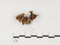 韌革菌屬藏品圖，第3張