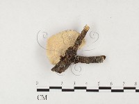 登錄號:F0026847藏品圖，第1張