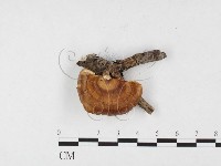 登錄號:F0026847藏品圖，第3張