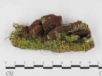 登錄號:F0026849藏品圖，第1張