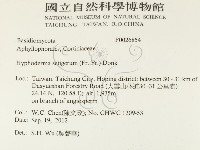剛毛絲皮菌藏品圖，第2張