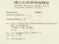 四孢蘑菇藏品圖，第2張