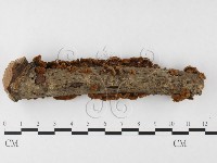 刺革菌屬藏品圖，第1張