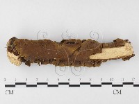 刺革菌屬藏品圖，第4張