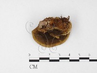 登錄號:F0026859藏品圖，第1張