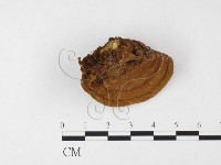 登錄號:F0026859藏品圖，第3張