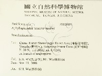 齒耳菌屬藏品圖，第2張