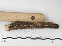 齒耳菌屬藏品圖，第3張