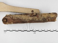 絲齒菌屬藏品圖，第1張