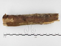 絲齒菌屬藏品圖，第3張