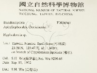 絲齒菌屬藏品圖，第2張